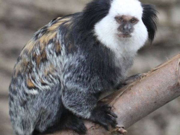 Geoffroy's Marmoset