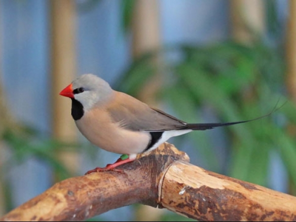 Long tailed finch