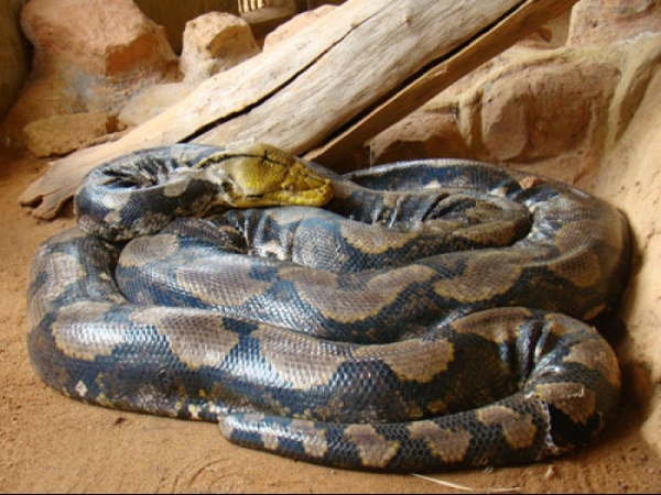 Reticulated python
