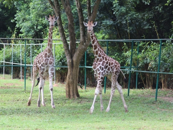 Northern Giraffe