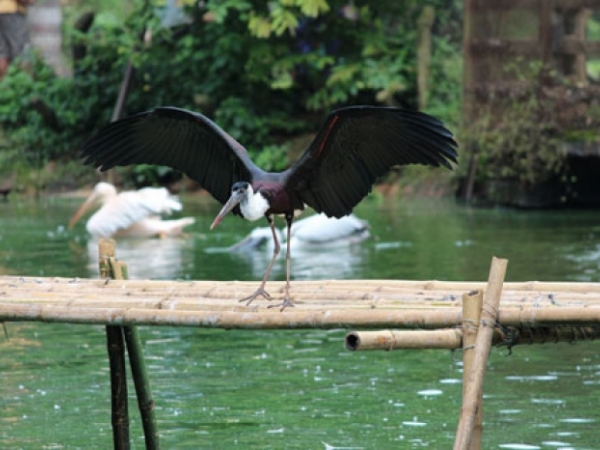 Wooly necked stork