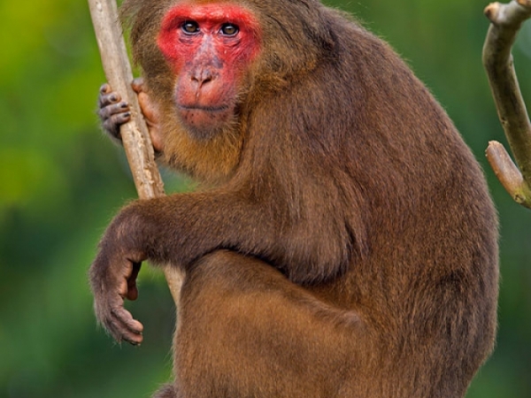 Stump Tailed Macaque