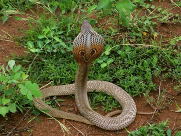 Binocellate Cobra