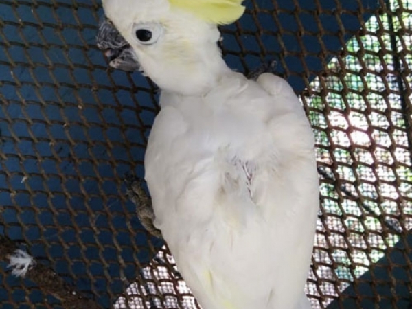 Lesser sulphur crested Cockatoo
