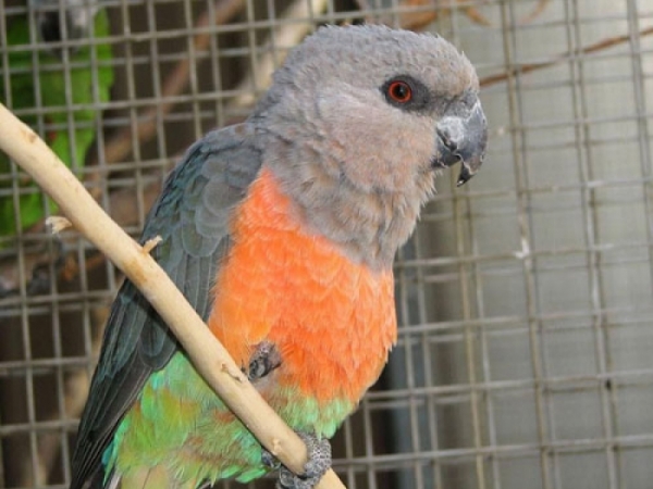 Red bellied parrot