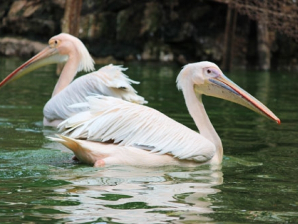 Rosy pelican