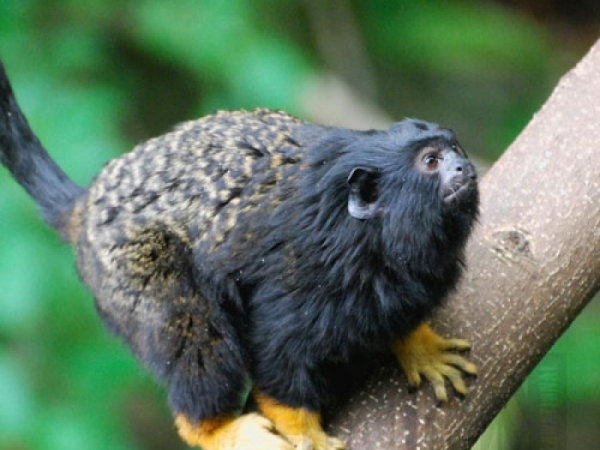 Red Handed Tamarin