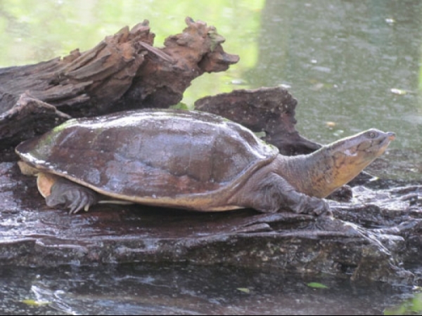 Indian flap shell turtle