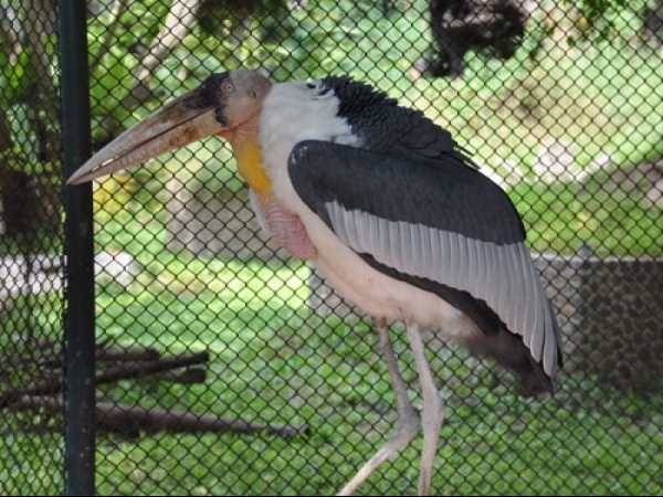 Greater Adjutant Stork