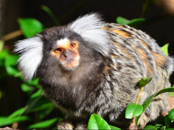 Common Marmoset