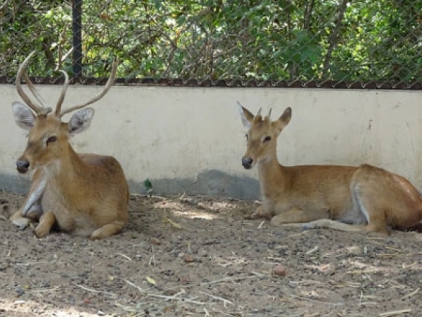 Brow antlered  deer/ Sangai