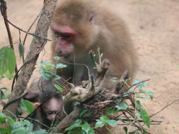 Assamese macaque