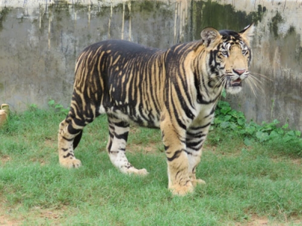 Melanistic tiger