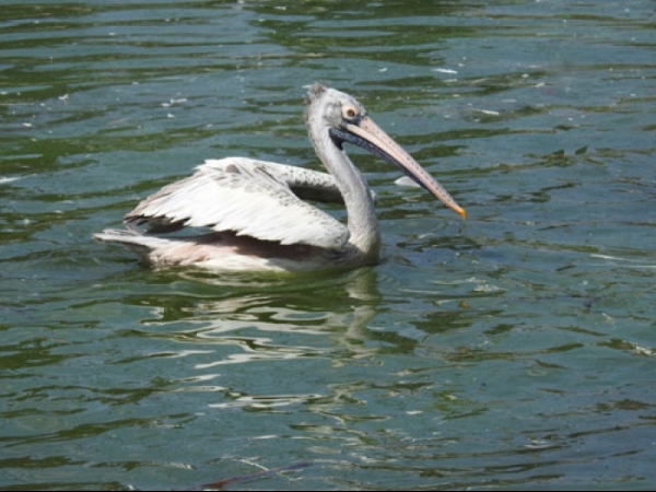 Grey pelican