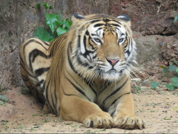 Bengal Tiger (NCT)