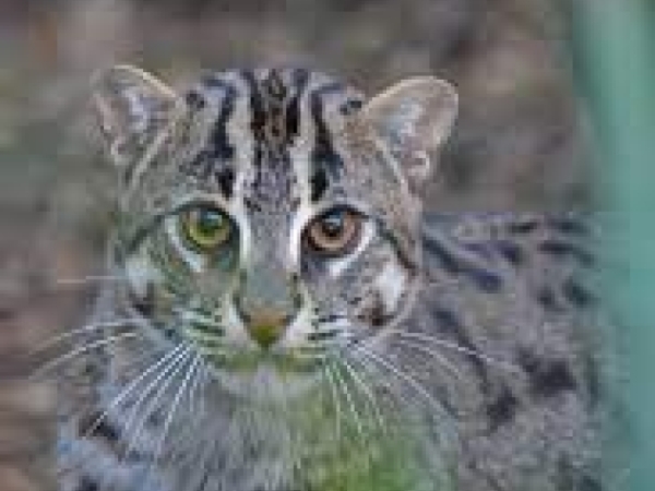 Fishing Cat