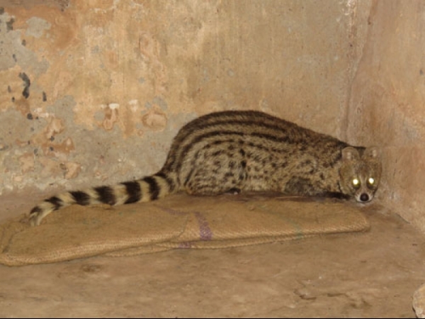 Small indian civet
