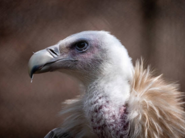 Himalayan Griffon Vulture