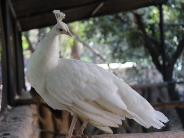 Indian peafowl white