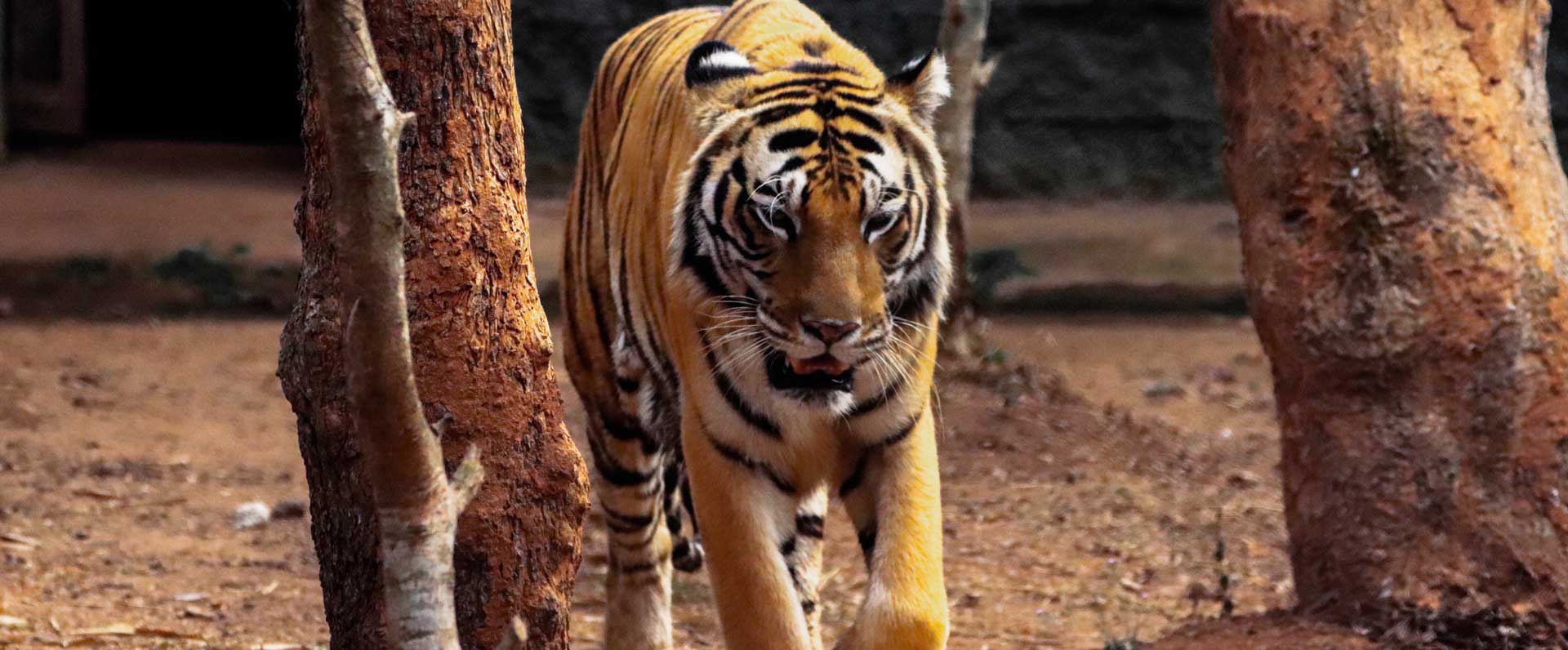 nandankanan tiger safari