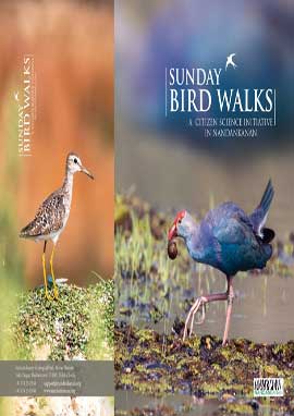 Sunday Bird Walks