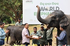 World-Elephant-Day-2025