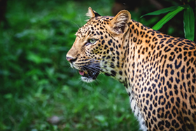 leopard enclosure at Nandankanan Zoo