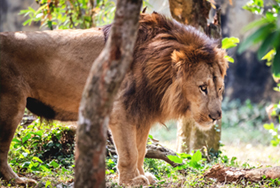 Lion Safari at Nandankanan Zoo