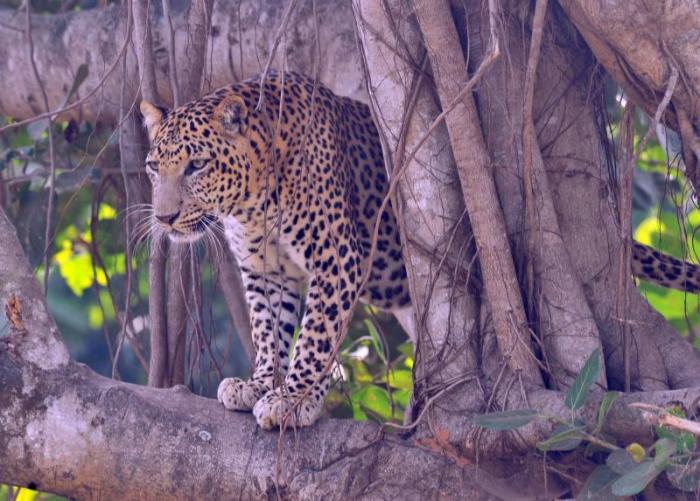 Nandankanan Zoological Park - Garden Of God