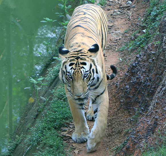 Nandankanan tiger