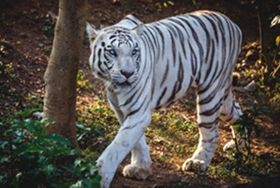 white tiger safari at Nandankanan Zoo
